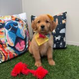 Hana Golden Retriever 01