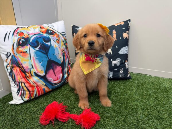 Hana Golden Retriever 01