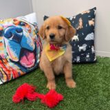 Hana Golden Retriever 02