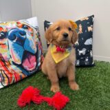 Hana Golden Retriever 03