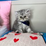Harley Persian 01