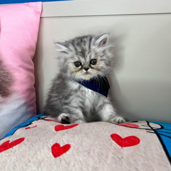 Harley Persian 01