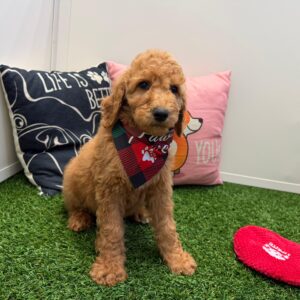 Hodge Poodle 01 Hodge Poodle 01
