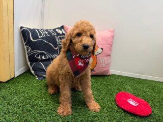 Hodge Poodle 01