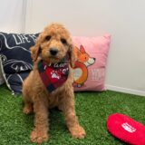 Hodge Poodle 02