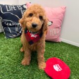 Hodge Poodle 03