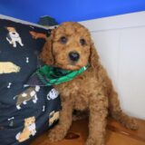 Hopper Goldendoodle 01