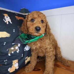 Hopper Goldendoodle 01 Hopper Goldendoodle 01