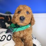 Hopper Goldendoodle 02