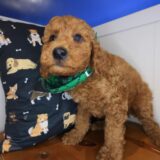 Hopper Goldendoodle 04