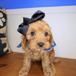Indig Cavapoo 01 Indig Cavapoo 01