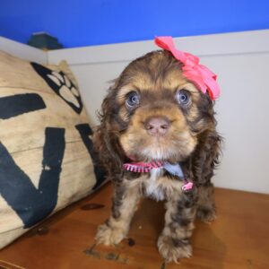 Indigo Cocker Spaniel 01 Indigo Cocker Spaniel 01