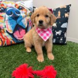 Iris Golden Retriever 01