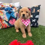 Iris Golden Retriever 03