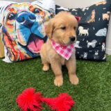 Iris Golden Retriever 04