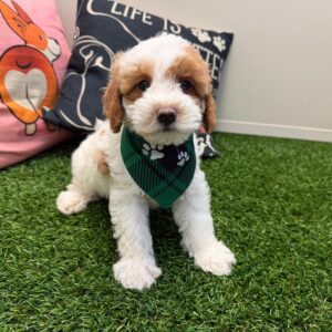 Jack Goldendoodle 01 Jack Goldendoodle 01