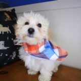 Jamboree Maltipoo 01