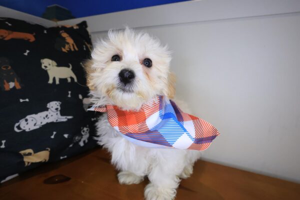 Jamboree Maltipoo 01