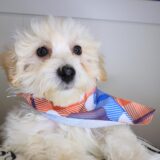 Jamboree Maltipoo 03