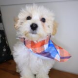 Jamboree Maltipoo 04