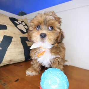 Jamboree Shihpoo 01 Jamboree Shihpoo 01