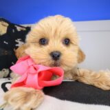 Jeanguy Shihpoo 01
