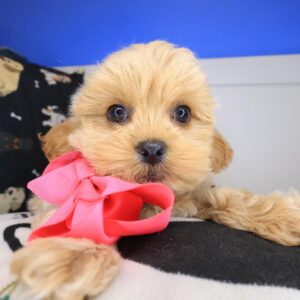 Jeanguy Shihpoo 01 Jeanguy Shihpoo 01
