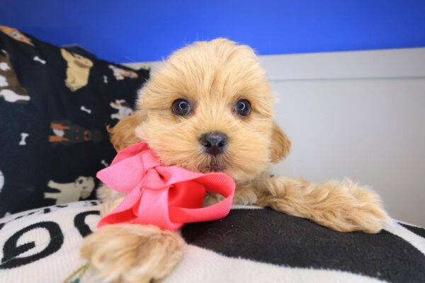 Jeanguy Shihpoo 01