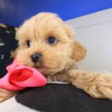 Jeanguy Shihpoo 03