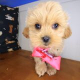 Jeanguy Shihpoo 04