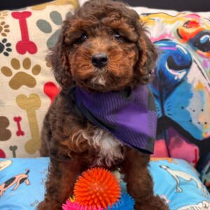 Joan Poodle 01 Joan Poodle 01