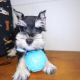 Joey Schnauzer 01