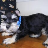 Joey Schnauzer 03