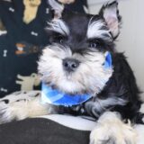 Joey Schnauzer 04