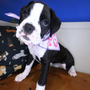 Josephine Boxer 01 Josephine Boxer 01