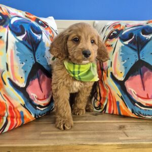 Judge Goldendoodle 01 Judge Goldendoodle 01