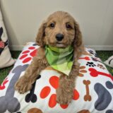 Judge Goldendoodle 03