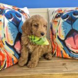 Judge Goldendoodle 04