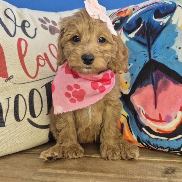 Jules Goldendoodle 01