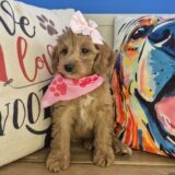 Jules Goldendoodle 03