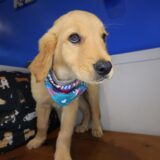 Jupiter Golden Retriever 01