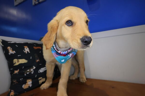 Jupiter Golden Retriever 01