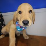 Jupiter Golden Retriever 02