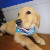 Jupiter Golden Retriever 03