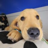 Jupiter Golden Retriever 04