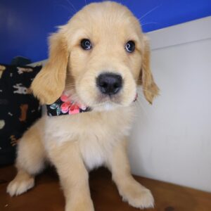 Justine Golden Retriever 01