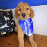 Karma Golden Retriever 01