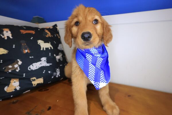 Karma Golden Retriever 01