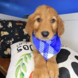 Karma Golden Retriever 02