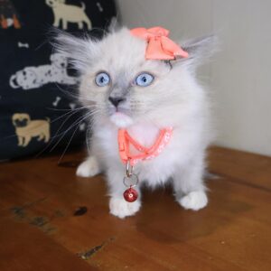 Kate Ragdoll 01 Kate Ragdoll 01